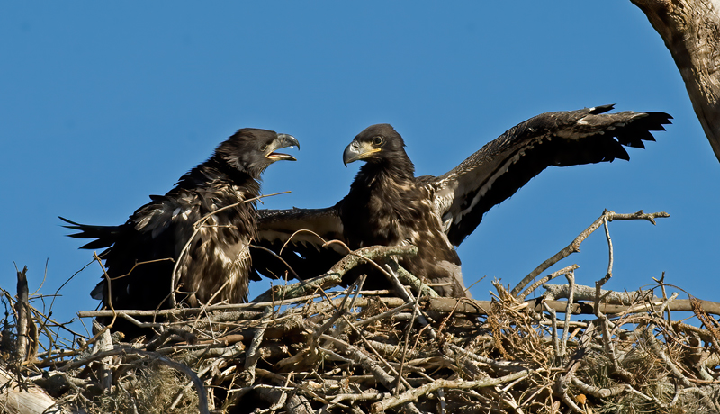 Bald_Eagle_09_FL_005