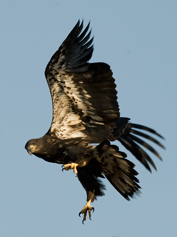 Bald_Eagle_09_FL_122
