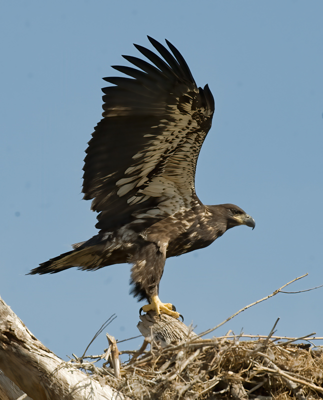 Bald_Eagle_09_FL_133