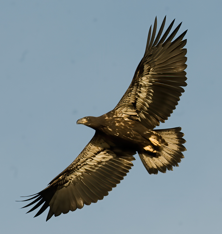 Bald_Eagle_09_FL_182