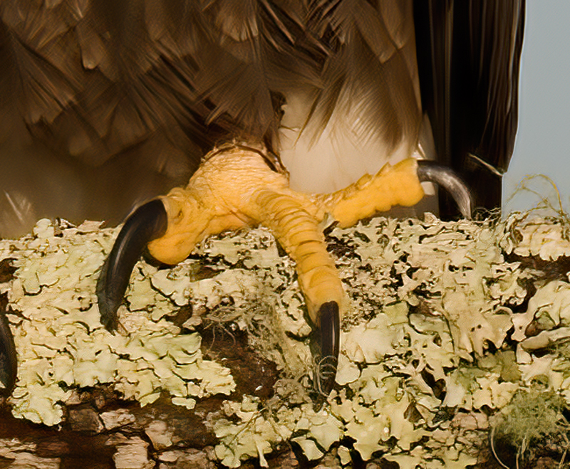 Bald_Eagle_09_FL_270