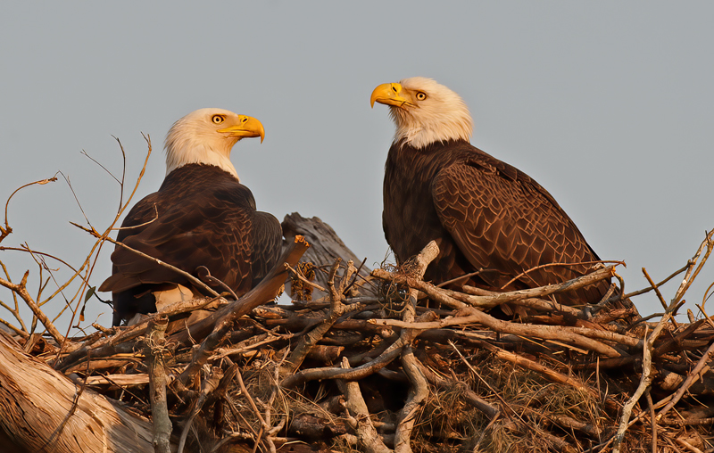 Bald_Eagle_10_FL_030