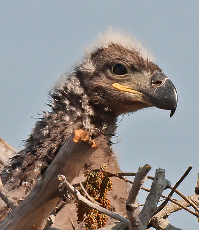 Bald_Eagle_10_FL_035
