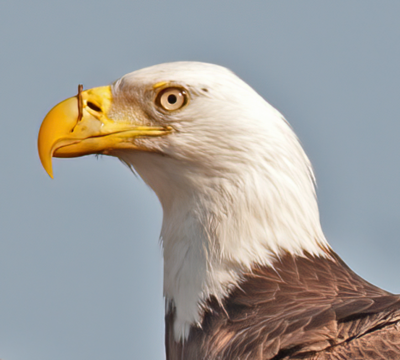 Bald_Eagle_10_FL_044