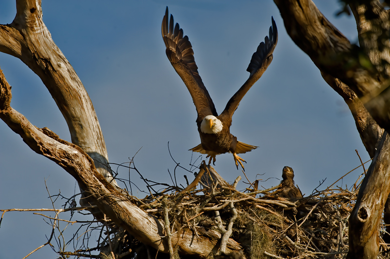 Bald_Eagle_10_FL_076