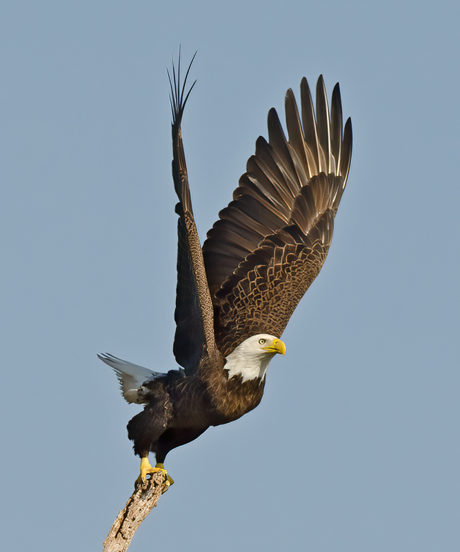 Bald_Eagle_11_FL_024