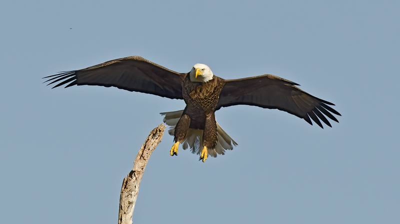 Bald_Eagle_11_FL_038