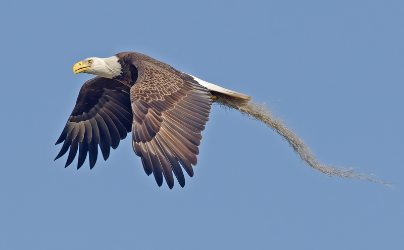 Bald_Eagle_11_FL_189