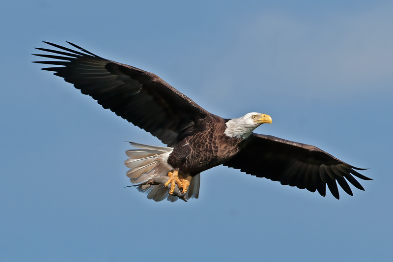 Bald_Eagle_11_FL_217