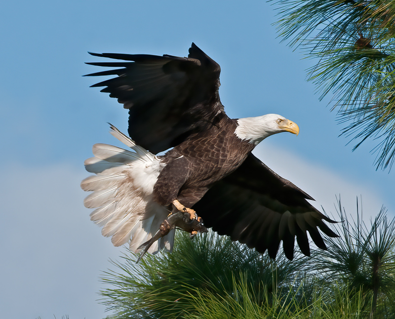Bald_Eagle_11_FL_219