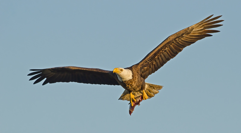 Bald_Eagle_11_FL_454