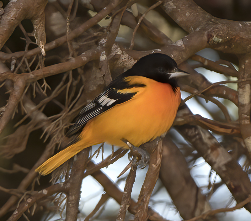 Baltimore_Oriole_17_Costa_Rica_004