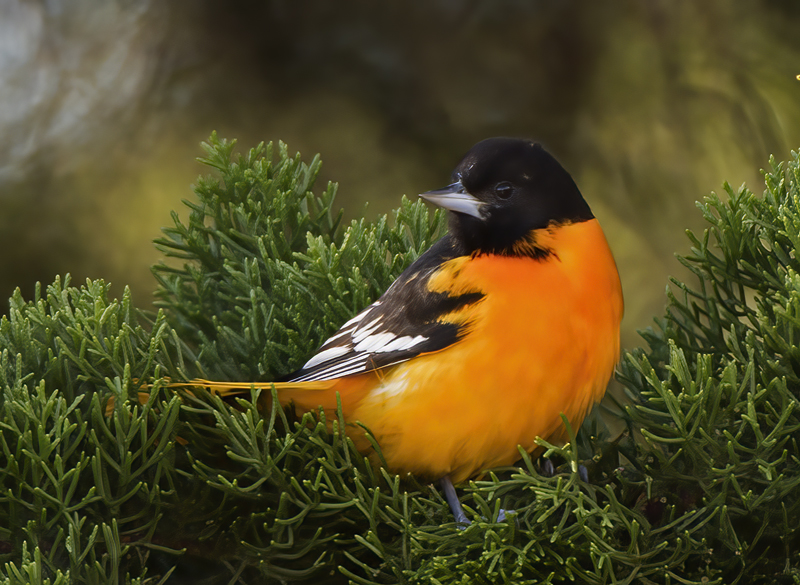 Baltimore_Oriole_17_Costa_Rica_011