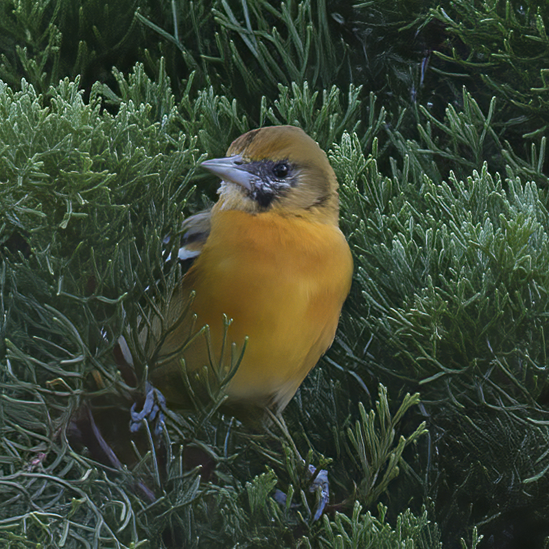 Baltimore_Oriole_17_Costa_Rica_024