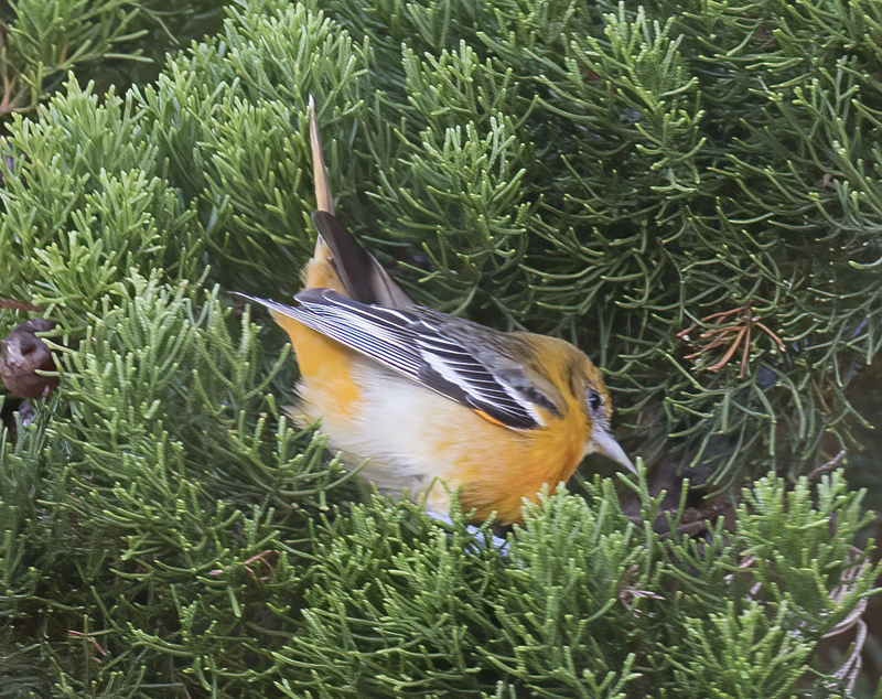 Baltimore_Oriole_17_Costa_Rica_037