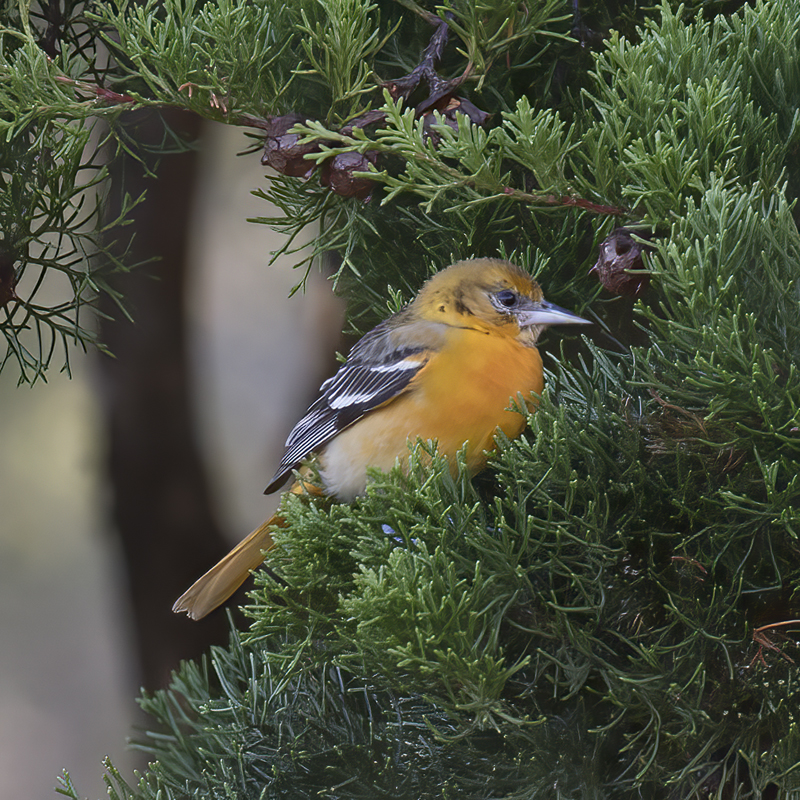 Baltimore_Oriole_17_Costa_Rica_067