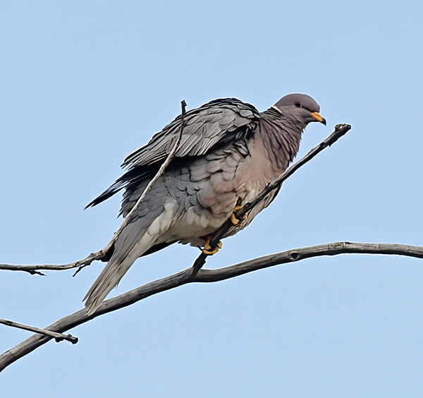 Band_tailed_Pigeon_14_CA_011