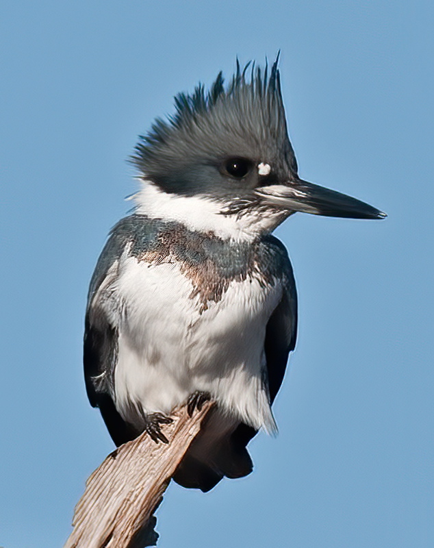 Belted_Kingfisher_11_FL_057