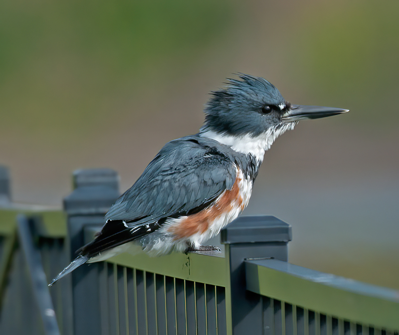 Belted_Kingfisher_11_FL_084