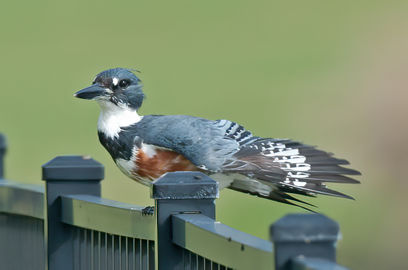 Belted_Kingfisher_11_FL_107