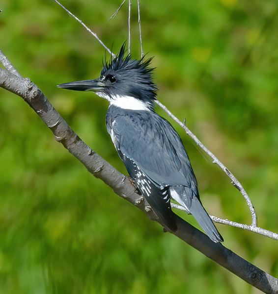Belted_Kingfisher_12_TX_013