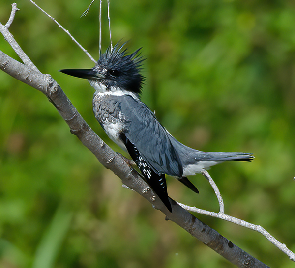 Belted_Kingfisher_12_TX_015