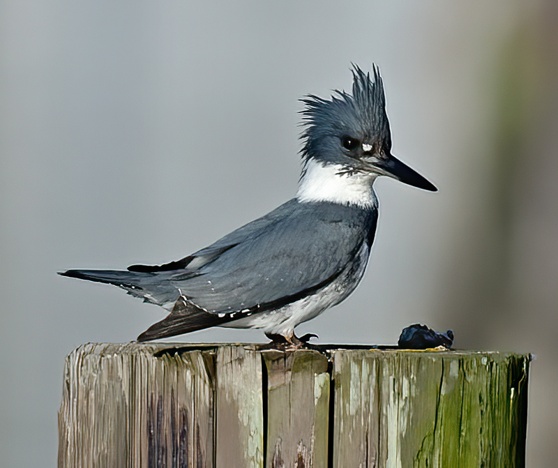Belted_Kingfisher_14_CA_003