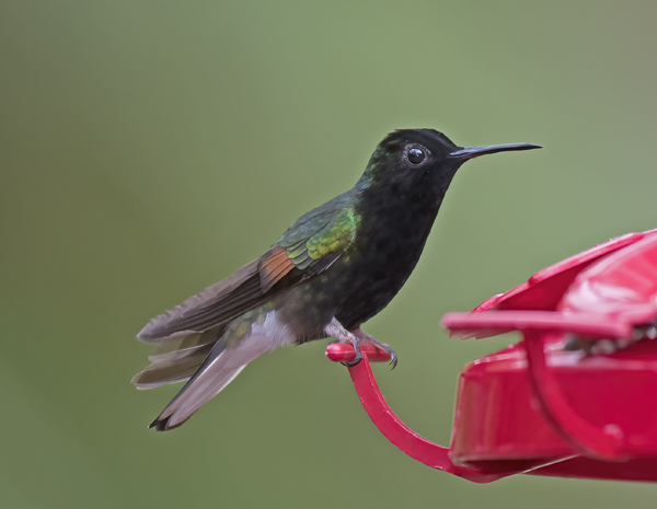 Black-bellied_Hummingbird_18_Costa_Rica_001