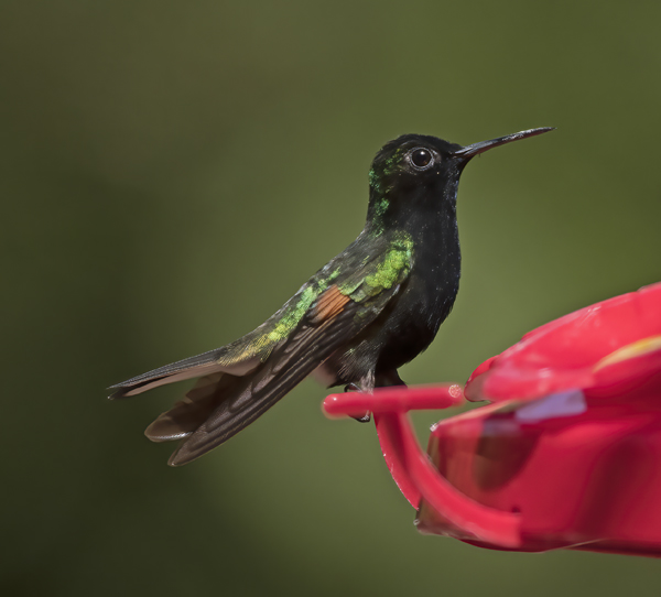 Black-bellied_Hummingbird_18_Costa_Rica_002