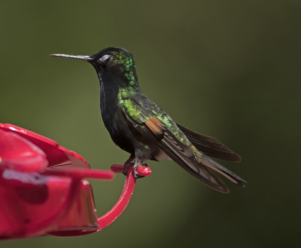 Black-bellied_Hummingbird_18_Costa_Rica_003