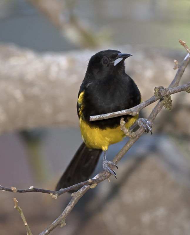 Black-cowled_Oriole_18_Costa_Rica_002