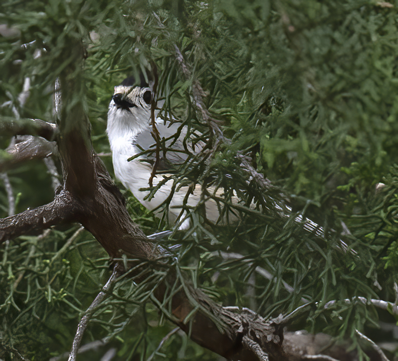 Black-crested_Titmouse_19_TX_131