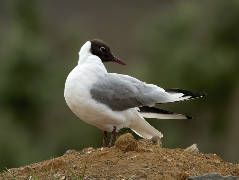 Black-headed_Gull_22_Iceland_003