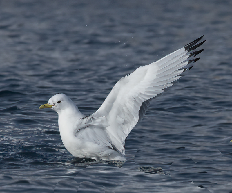 Black-legged Kittiwake_23_Norway_008