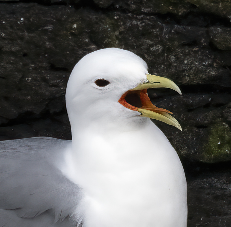 Black-legged_Kittiwake_22_Iceland_039