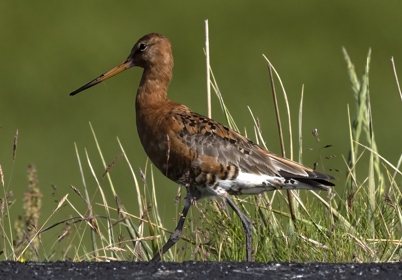Black-tailed_Godwit_22_Iceland_001