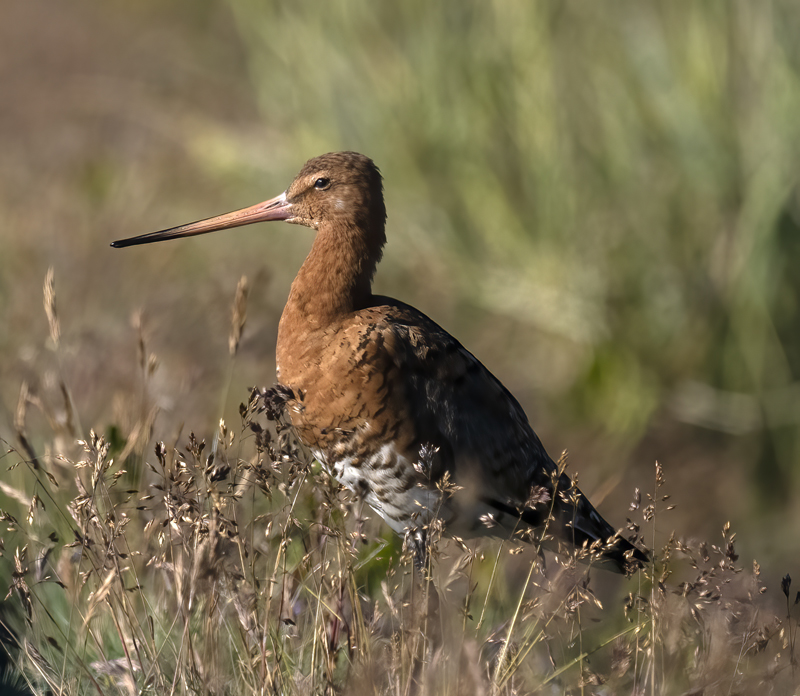 Black-tailed_Godwit_22_Iceland_005