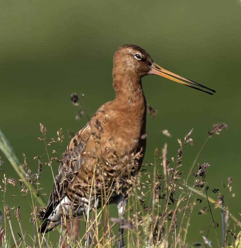 Black-tailed_Godwit_22_Iceland_012