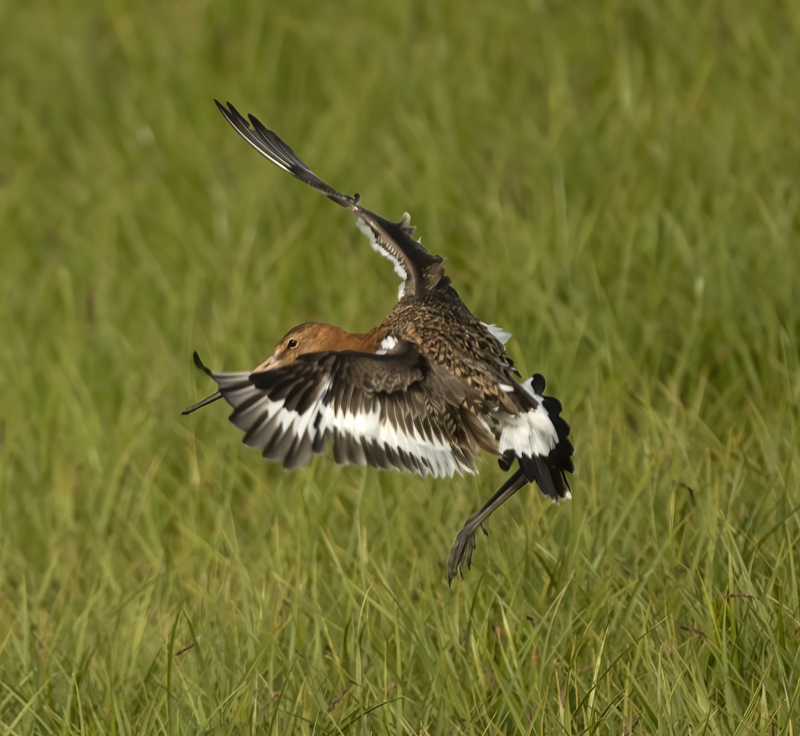 Black-tailed_Godwit_22_Iceland_102