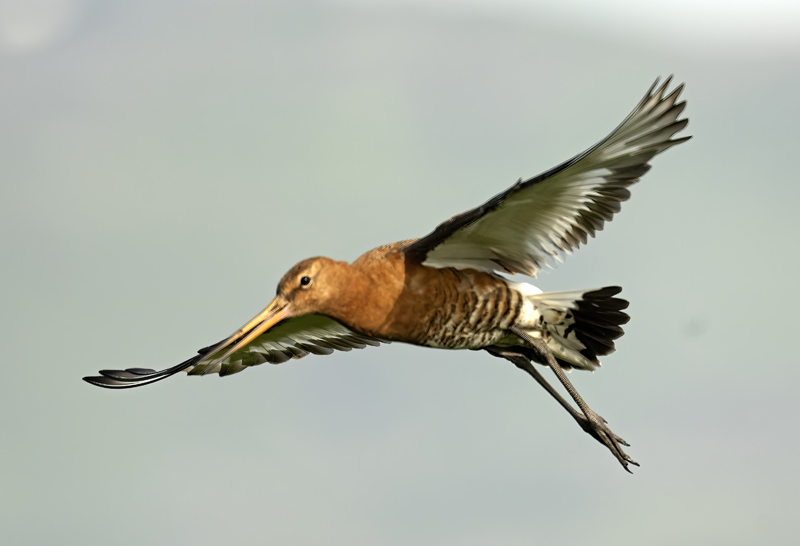Black-tailed_Godwit_22_Iceland_109
