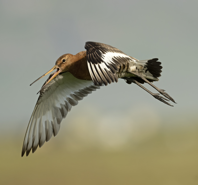 Black-tailed_Godwit_22_Iceland_111