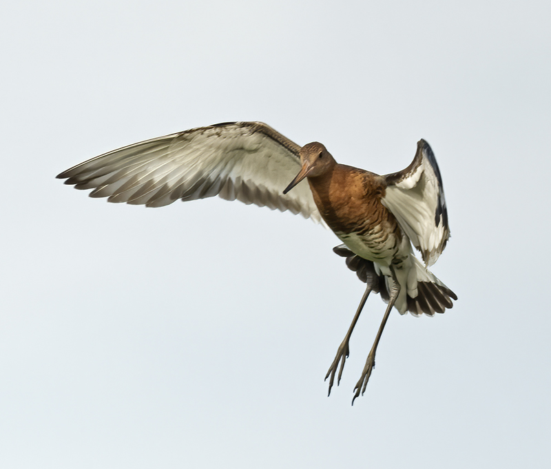 Black-tailed_Godwit_22_Iceland_119