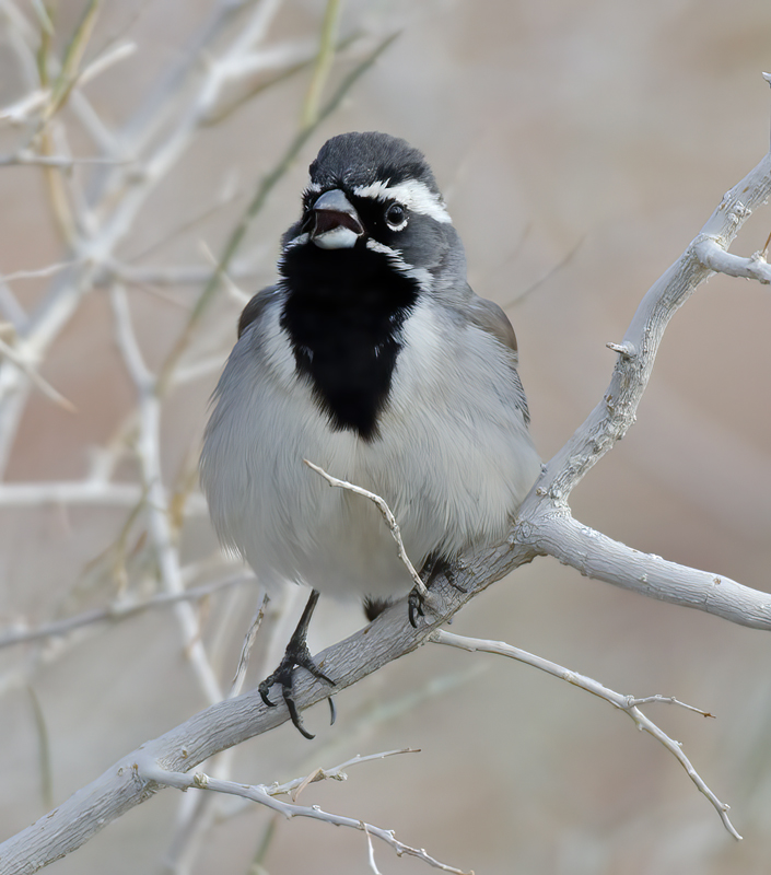 Black-throated_Sparrow_14_CA_005