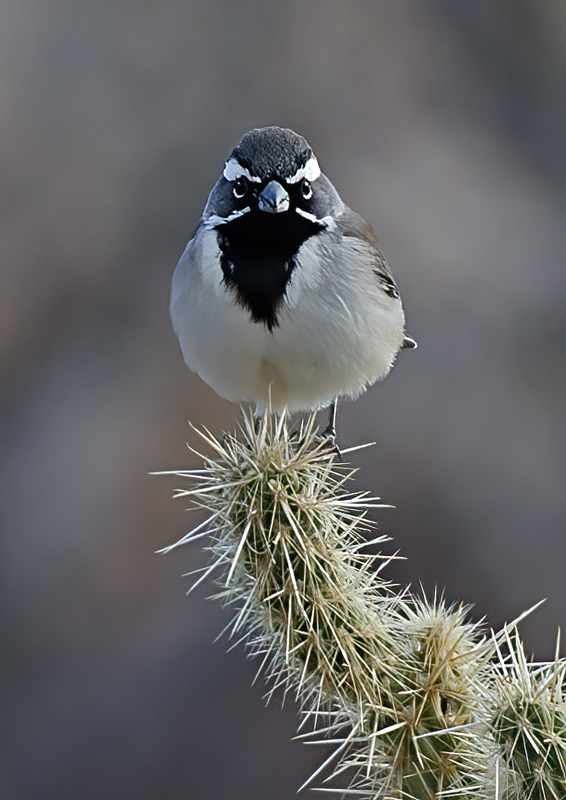 Black-throated_Sparrow_14_CA_012