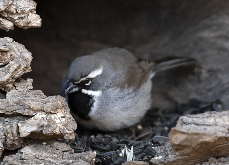 Black-throated_Sparrow_19_TX_001
