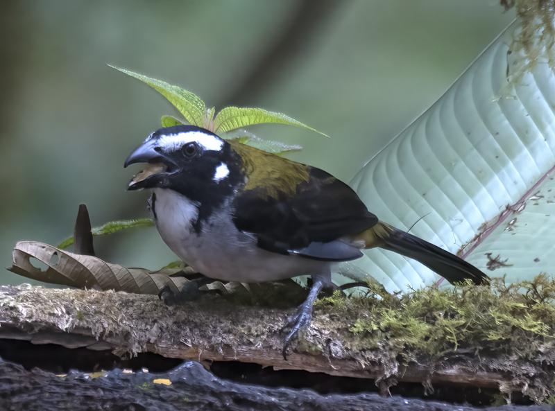 Black-winged_Saltator_18_Ecuador_001