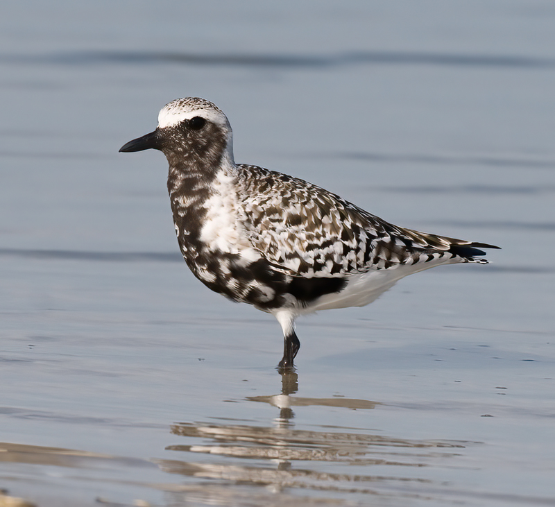 Black_Bellied_Plover_09_FL_024