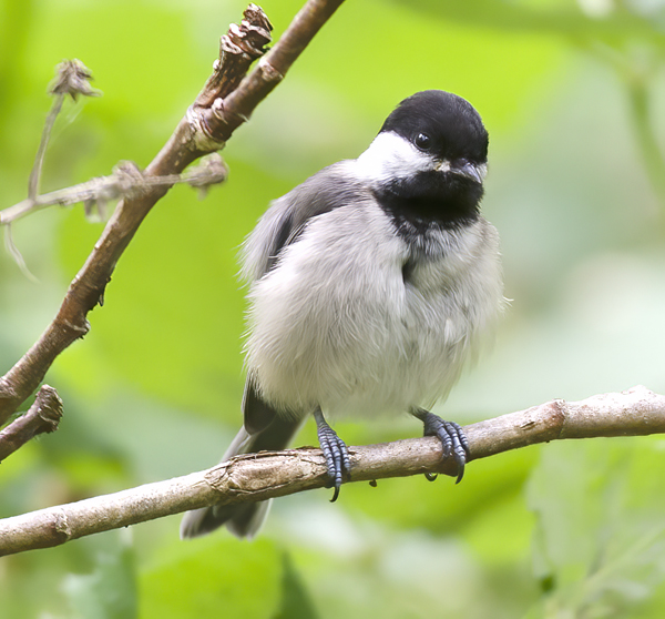 Black_Capped_Chickadee_13_OR_002