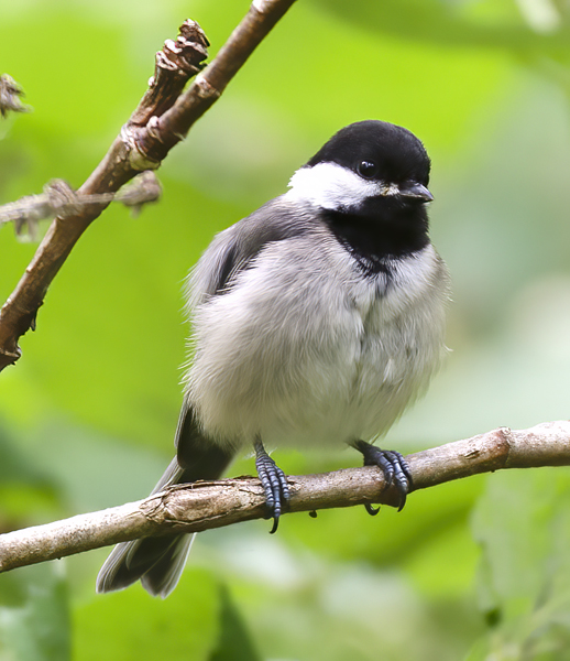 Black_Capped_Chickadee_13_OR_003