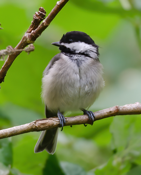 Black_Capped_Chickadee_13_OR_004